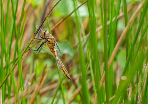 epitheca bimaculata  cordulie a deux taches  femelle