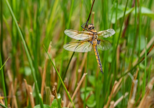 epitheca bimaculata  cordulie a deux taches  femelle