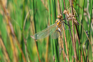 epitheca bimaculata cordulie a deux taches femelle epitheca bimaculata cordulie a deux taches femelle