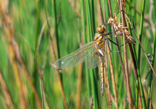 epitheca bimaculata  cordulie a deux taches  femelle