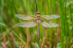 epitheca bimaculata cordulie a deux taches femelle epitheca bimaculata cordulie a deux taches femelle