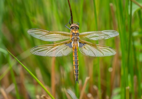 epitheca bimaculata  cordulie a deux taches  femelle