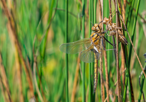 epitheca bimaculata  cordulie a deux taches  femelle