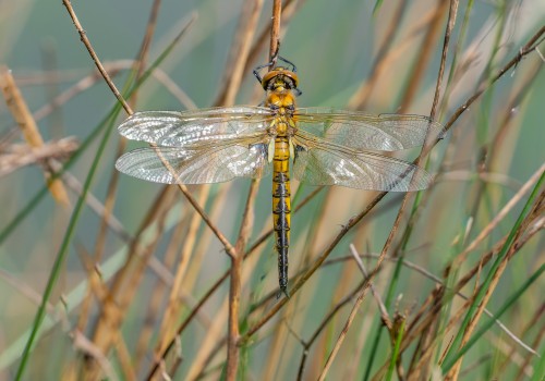 epitheca bimaculata  cordulie a deux taches  male