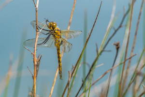 epitheca bimaculata cordulie a deux taches male epitheca bimaculata cordulie a deux taches male