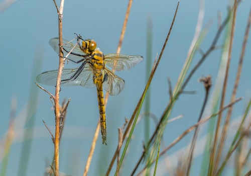 epitheca bimaculata  cordulie a deux taches  male