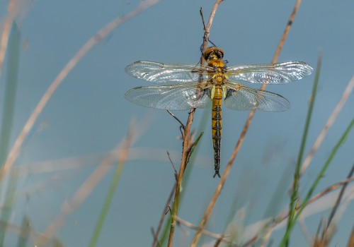 epitheca bimaculata  cordulie a deux taches  male