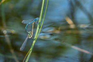 erythromma lindenii naiade aux yeux bleus coeur copulatoire erythromma lindenii naiade aux yeux bleus coeur copulatoire
