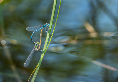 erythromma lindenii   naiade aux yeux bleus coeur copulatoire