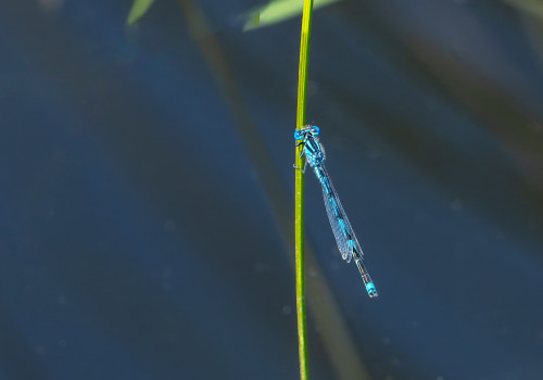 erythromma lindenii   naiade aux yeux bleus male