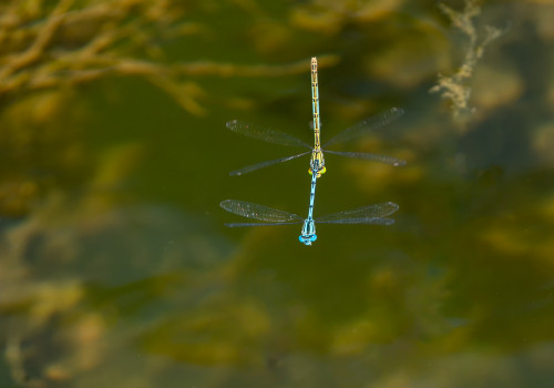 erythromma lindenii   naiade aux yeux bleus tandem