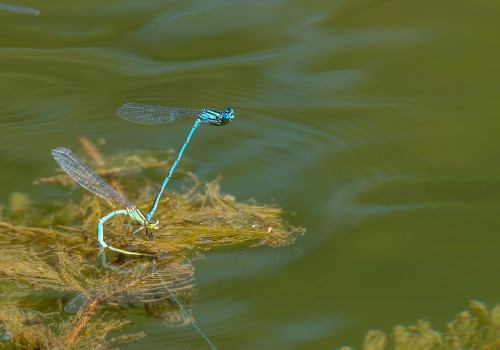 erythromma lindenii  la naiade aux yeux bleus  couple 10