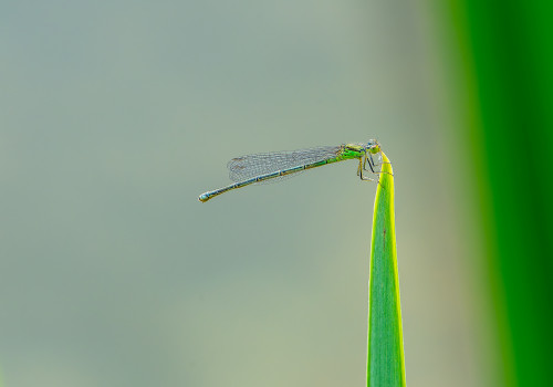erythromma lindenii  la naiade aux yeux bleus  femelle