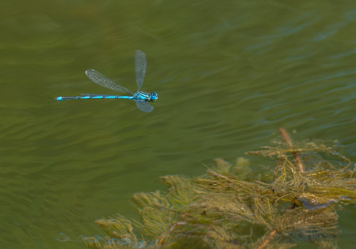 erythromma lindenii  la naiade aux yeux bleus  male