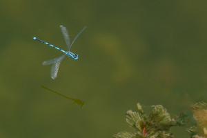 erythromma lindenii la naiade aux yeux bleus male erythromma lindenii la naiade aux yeux bleus male