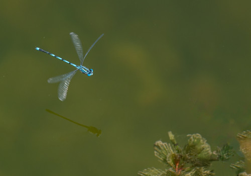 erythromma lindenii  la naiade aux yeux bleus  male