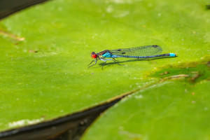erythromma najas naiade aux yeux rouges femelle erythromma najas naiade aux yeux rouges femelle