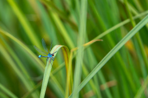 erythromma najas naiade aux yeux rouges male erythromma najas naiade aux yeux rouges male
