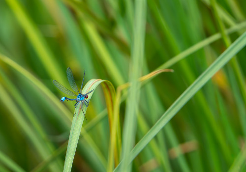 erythromma najas   naiade aux yeux rouges male