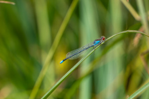 erythromma najas naiade aux yeux rouges male erythromma najas naiade aux yeux rouges male