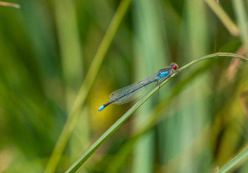 erythromma najas   naiade aux yeux rouges male