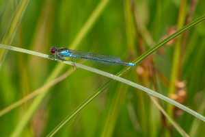erythromma najas naiade aux yeux rouges male erythromma najas naiade aux yeux rouges male