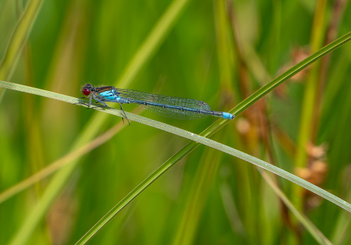 erythromma najas   naiade aux yeux rouges male