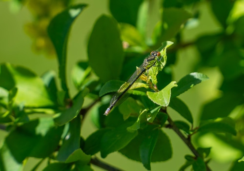 erythromma najas  naiade aux yeux rouges  femelle 10