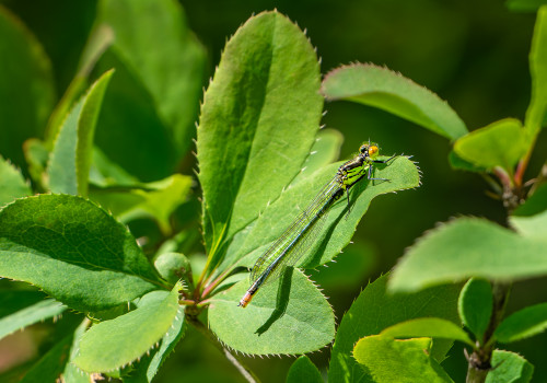 erythromma najas  naiade aux yeux rouges  femelle