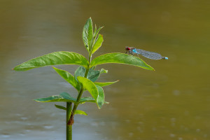 erythromma najas naiade aux yeux rouges male erythromma najas naiade aux yeux rouges male
