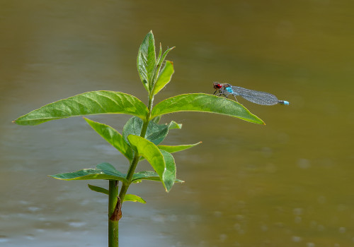 erythromma najas  naiade aux yeux rouges  male
