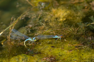 erythromma viridulum naiade au corps vert erythromma lindenii la naiade aux yeux bleus male erythromma viridulum naiade au corps vert erythromma lindenii la naiade aux yeux bleus male