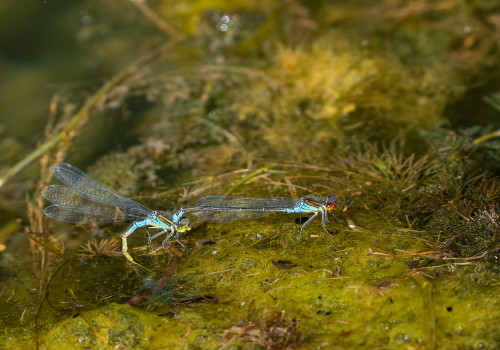 erythromma viridulum  naiade au corps vert    erythromma lindenii  la naiade aux yeux bleus  male