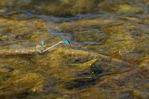 erythromma viridulum naiade au corps vert coeur copulatoire erythromma viridulum naiade au corps vert coeur copulatoire