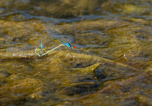 erythromma viridulum  naiade au corps vert  coeur copulatoire