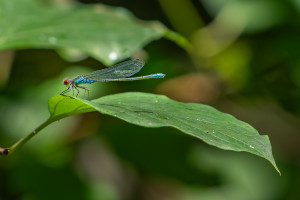 erythromma viridulum naiade au corps vert male erythromma viridulum naiade au corps vert male