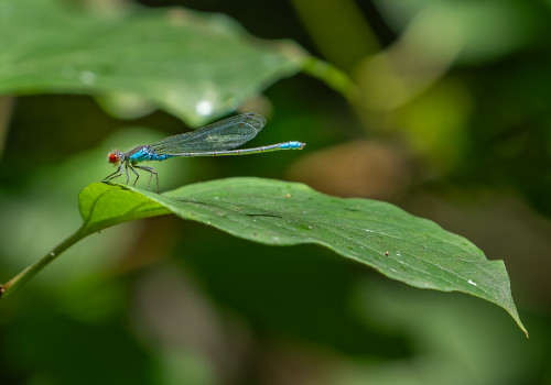 erythromma viridulum  naiade au corps vert  male