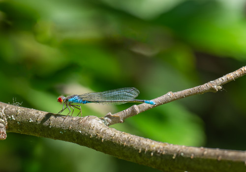 erythromma viridulum  naiade au corps vert  male