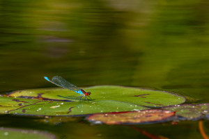 erythromma viridulum naiade au corps vert male erythromma viridulum naiade au corps vert male