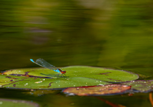 erythromma viridulum  naiade au corps vert  male