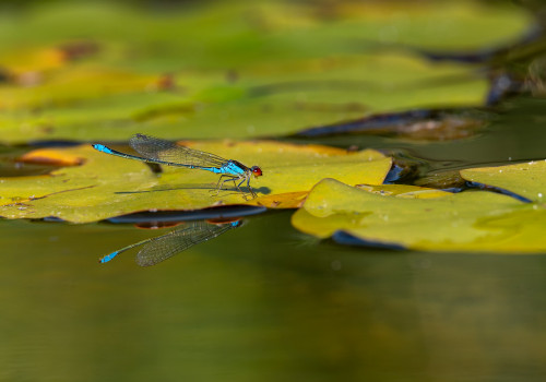 erythromma viridulum  naiade au corps vert  male