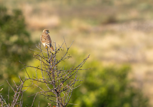 falco tinnunculus  faucon crecerelle  femelle