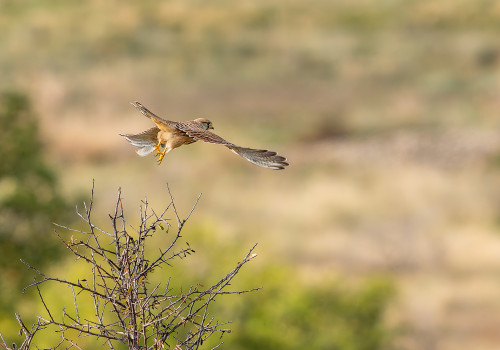 falco tinnunculus  faucon crecerelle  femelle