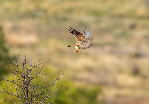 falco tinnunculus  faucon crecerelle  femelle