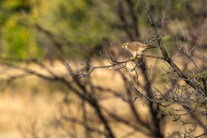 falco tinnunculus faucon crecerelle femelle falco tinnunculus faucon crecerelle femelle