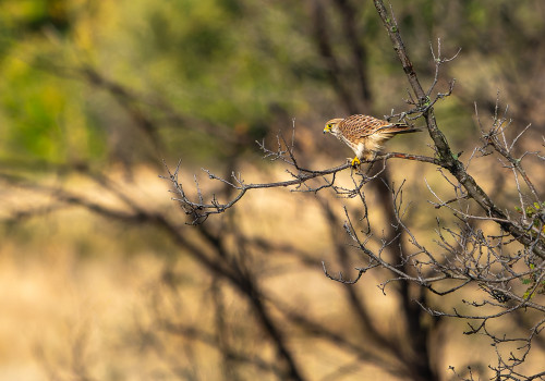 falco tinnunculus  faucon crecerelle  femelle