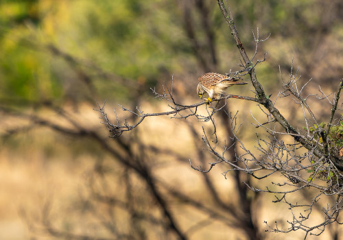 falco tinnunculus  faucon crecerelle  femelle