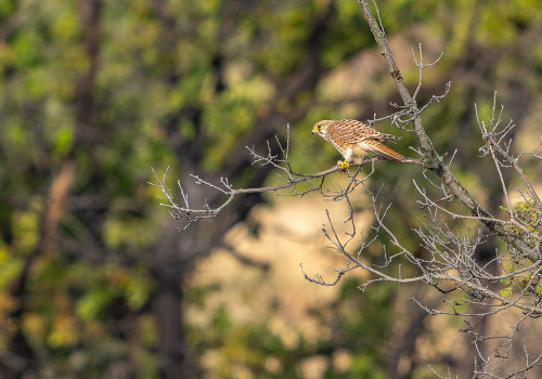 falco tinnunculus  faucon crecerelle  femelle