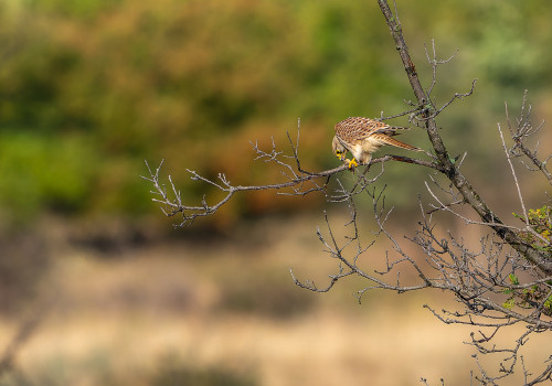falco tinnunculus  faucon crecerelle  femelle