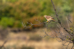 falco tinnunculus faucon crecerelle femelle falco tinnunculus faucon crecerelle femelle